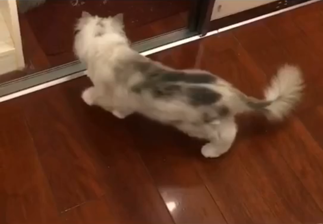 布偶突然变黑丑爆了，仿佛换了一只猫！原来因为主人做错这件事